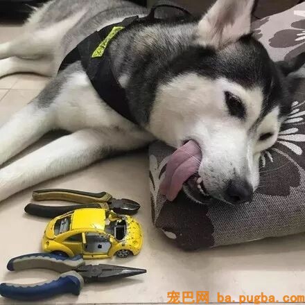 二哈叼着小汽车叼了一天，还以为它是找到了真爱，可成果...-3.jpeg