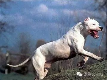 狗狗战斗力排行榜前十位 十大猛犬排名-4.jpeg