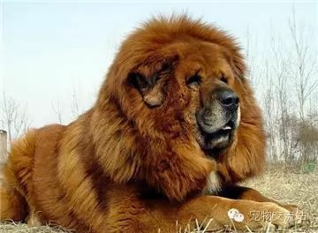 狗狗战斗力排行榜前十位 十大猛犬排名-1.jpeg