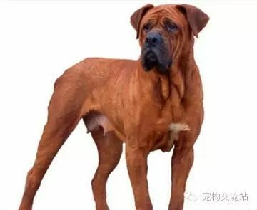 狗狗战斗力排行榜前十位 十大猛犬排名-3.jpeg