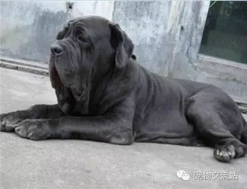 狗狗战斗力排行榜前十位 十大猛犬排名-9.jpeg
