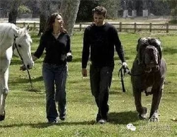 狗狗战斗力排行榜前十位 十大猛犬排名-7.jpeg