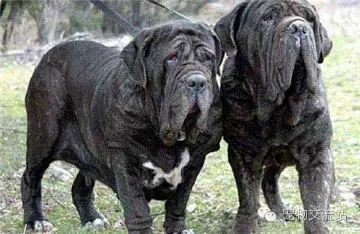 狗狗战斗力排行榜前十位 十大猛犬排名-10.jpeg