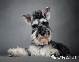 最不黏人狗狗排行榜，你认为有哪种呢？-3.jpeg