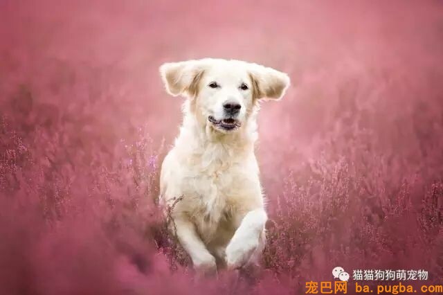 狗狗的艺术照，几乎美翻了。。。-1.jpeg