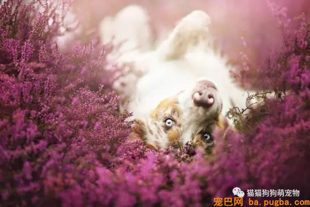 狗狗的艺术照，几乎美翻了。。。-4.jpeg