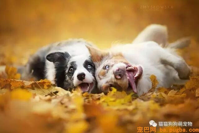 狗狗的艺术照，几乎美翻了。。。-6.jpeg