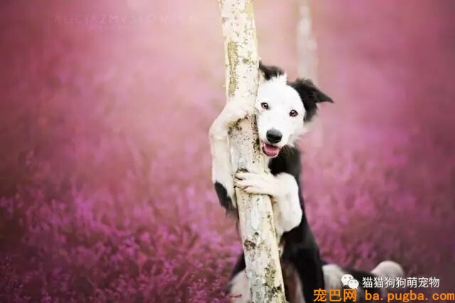 狗狗的艺术照，几乎美翻了。。。-8.jpeg