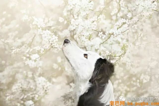 狗狗的艺术照，几乎美翻了。。。-11.jpeg