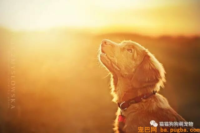 狗狗的艺术照，几乎美翻了。。。-9.jpeg