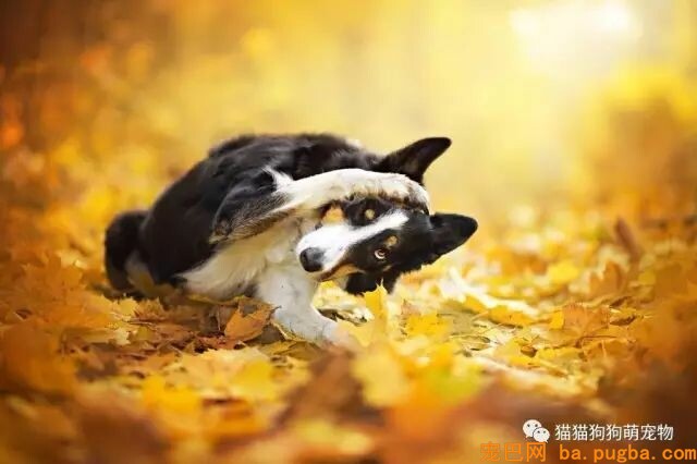 狗狗的艺术照，几乎美翻了。。。-14.jpeg