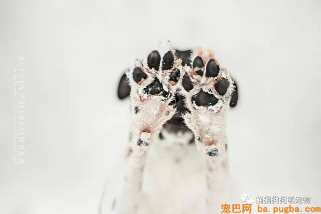 狗狗的艺术照，几乎美翻了。。。-13.jpeg