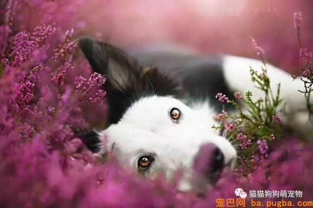 狗狗的艺术照，几乎美翻了。。。-12.jpeg