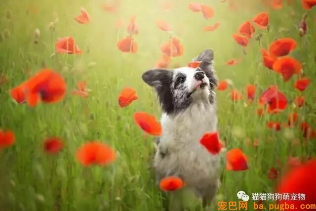 狗狗的艺术照，几乎美翻了。。。-15.jpeg