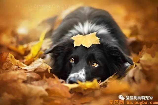 狗狗的艺术照，几乎美翻了。。。-16.jpeg