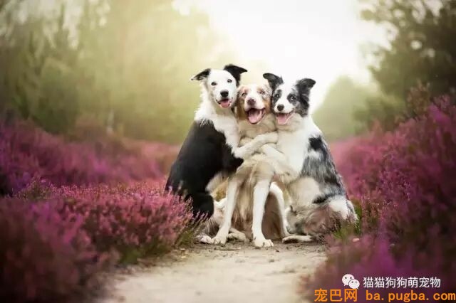 狗狗的艺术照，几乎美翻了。。。-19.jpeg