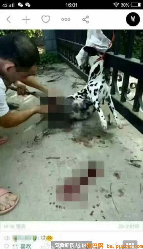 残忍！利器活剥孕狗吃肉 竟然还上视频直播-2.jpeg