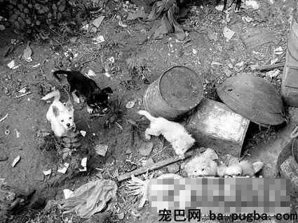 残忍！利器活剥孕狗吃肉 竟然还上视频直播-8.jpeg