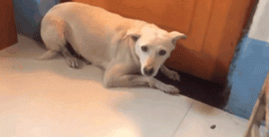 主人出嫁，狗狗两次堵门不让新郎进：妈妈我真的舍不得你...-1.gif
