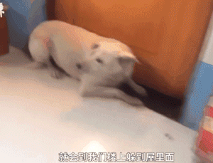 主人出嫁，狗狗两次堵门不让新郎进：妈妈我真的舍不得你...-4.gif