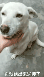主人出嫁，狗狗两次堵门不让新郎进：妈妈我真的舍不得你...-5.gif