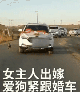 主人出嫁，狗狗两次堵门不让新郎进：妈妈我真的舍不得你...-6.gif