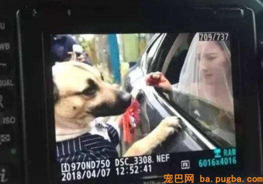 主人出嫁，狗狗两次堵门不让新郎进：妈妈我真的舍不得你...-10.jpg