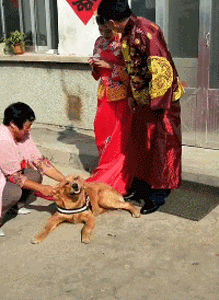 主人出嫁，狗狗两次堵门不让新郎进：妈妈我真的舍不得你...-8.gif