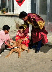 主人出嫁，狗狗两次堵门不让新郎进：妈妈我真的舍不得你...-9.gif