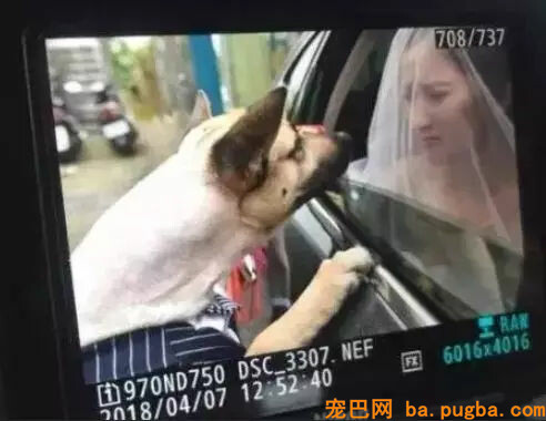 主人出嫁，狗狗两次堵门不让新郎进：妈妈我真的舍不得你...-11.jpg
