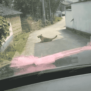 主人出嫁，狗狗两次堵门不让新郎进：妈妈我真的舍不得你...-13.gif