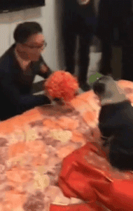 主人出嫁，狗狗两次堵门不让新郎进：妈妈我真的舍不得你...-12.gif