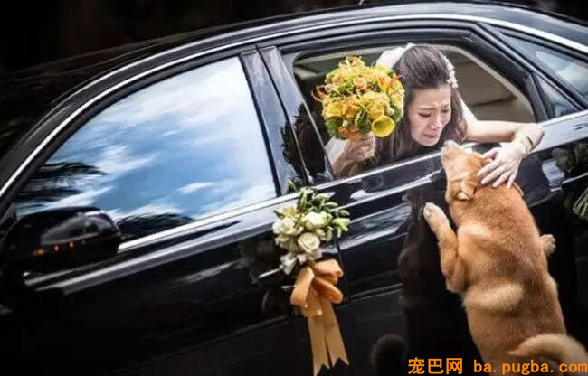 主人出嫁，狗狗两次堵门不让新郎进：妈妈我真的舍不得你...-18.jpg