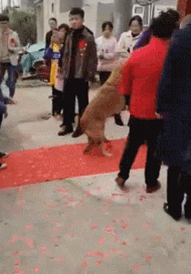主人出嫁，狗狗两次堵门不让新郎进：妈妈我真的舍不得你...-17.gif