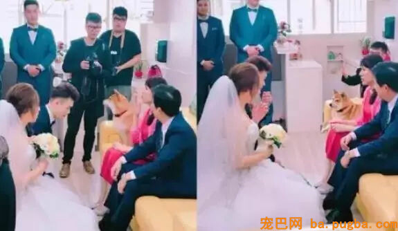 主人出嫁，狗狗两次堵门不让新郎进：妈妈我真的舍不得你...-14.jpg