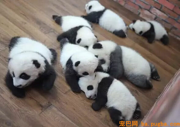大熊猫为什么喜欢“盆盆奶”，专家曝出，鲜为人知的内幕！-3.jpg