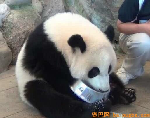 大熊猫为什么喜欢“盆盆奶”，专家曝出，鲜为人知的内幕！-2.jpeg