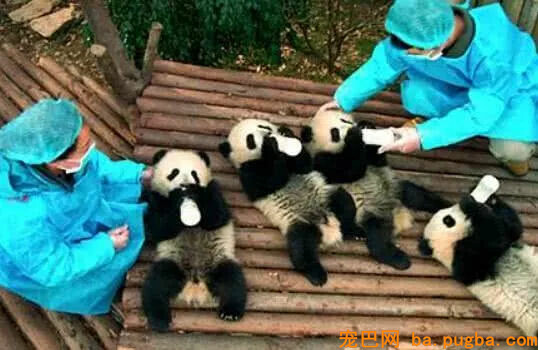 大熊猫为什么喜欢“盆盆奶”，专家曝出，鲜为人知的内幕！-6.jpg