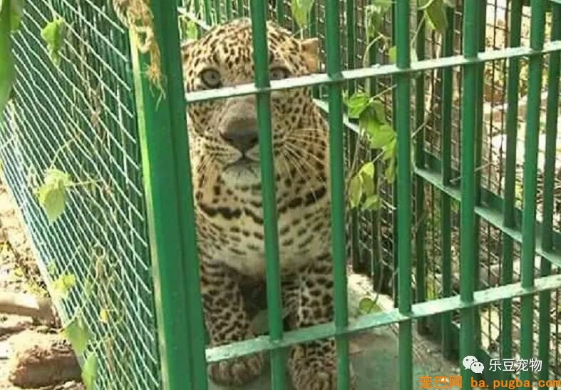 狗狗玩耍被豹子盯上，霎时跳入坑中，豹子跟进去后傻眼了……-4.jpeg