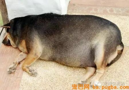都是狗粮惹的祸，这些狗狗已经不能再胖下去了-1.jpeg