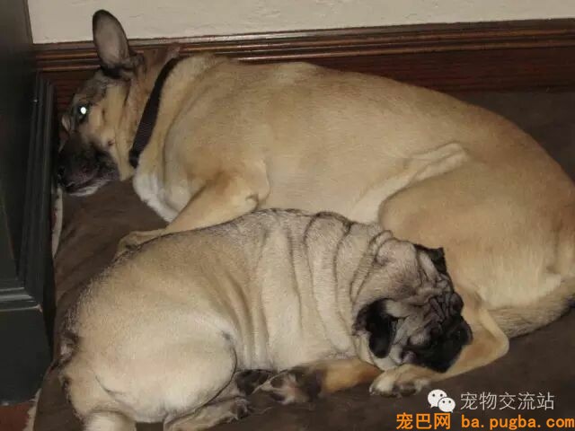 都是狗粮惹的祸，这些狗狗已经不能再胖下去了-5.jpeg