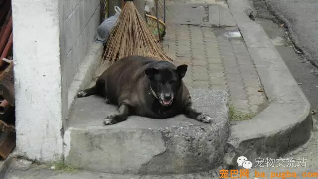 都是狗粮惹的祸，这些狗狗已经不能再胖下去了-6.jpeg