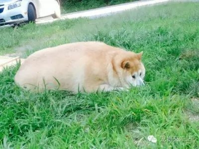 都是狗粮惹的祸，这些狗狗已经不能再胖下去了-11.jpeg