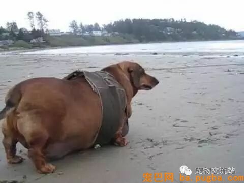 都是狗粮惹的祸，这些狗狗已经不能再胖下去了-8.jpeg