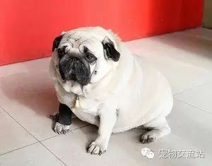都是狗粮惹的祸，这些狗狗已经不能再胖下去了-12.jpeg