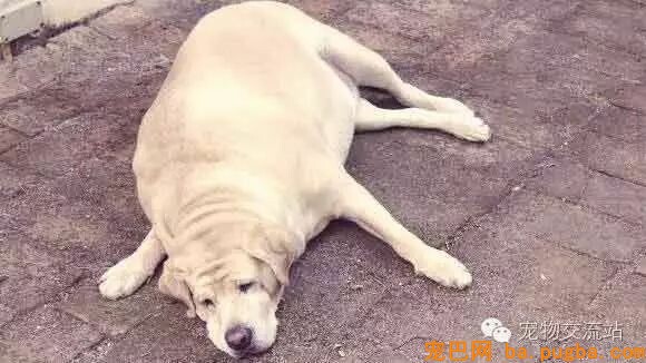 都是狗粮惹的祸，这些狗狗已经不能再胖下去了-9.jpeg