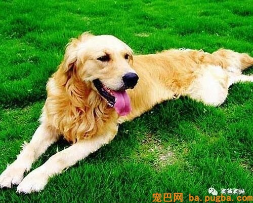 教你怎样给狗狗剪毛-1.jpeg