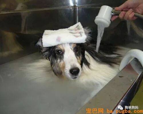 教你怎样给狗狗剪毛-2.jpeg