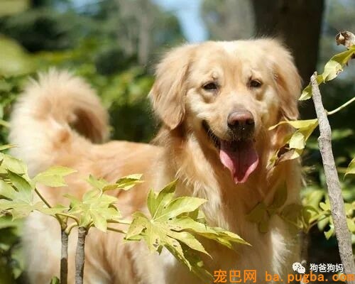 教你怎样给狗狗剪毛-6.jpeg