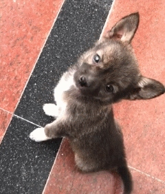 遇见你们，是漂泊狗困难生活中最幸运的事！-2.gif